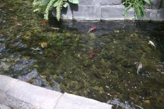 Koi fish inside the Gaylord Palms, Orlando, Florida, USA