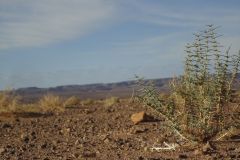 Desert Landscape on the road between Ouarzazate and Mhamid in Morocco
