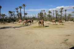 Camels Resting in the Palmeraie Palm Grove Outside Marrakesh Under Clear Daylight Sky