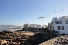 Seagulls Circling Above Rocky Atlantic Shoreline and Historic Buildings in Essaouira