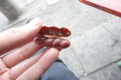 A nut in Jinan, China