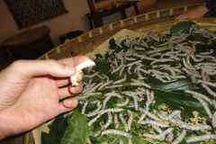 Living silk worms in Suzhou Silk Museum China