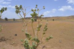 A strange plant at the road between Zagora and Merzouga, Morocco
