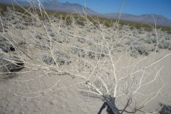 Landscape in the Mojave Desert, California, USA