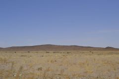 Wild camels at the road between Erfoud and Boumalne, Morocco