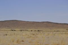 Wild camels at the road between Erfoud and Boumalne, Morocco