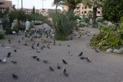 Pigeons in Marrakech, Morocco
