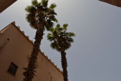 Palms in Marrakech, Morocco