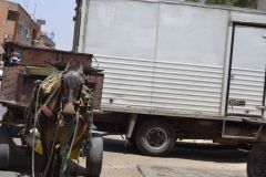 A donkey in the streets of Marrakech, Morocco