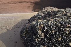 Mussels at the beach of Legzira near Sidi Ifni in Morocco