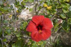 Flowering plants in Sidi Ifni, Morocco