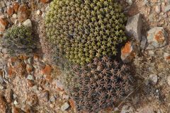 Plants around Legzira near Sidi Ifni, Morocco