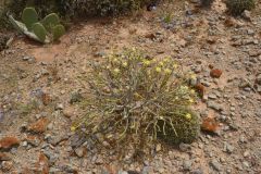 Plants around Legzira near Sidi Ifni, Morocco