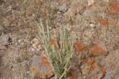 Plants around Legzira near Sidi Ifni, Morocco
