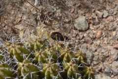 Plants around Legzira near Sidi Ifni, Morocco