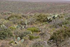 Landscape around Sidi Ifni, Morocco