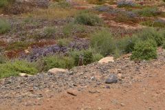 Landscape south of Sidi Ifni, Morocco in direction of Foum Assaka