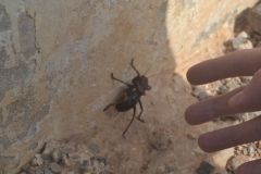 A large insect at the road between Sidi Ifni and Tafraoute, Morocco