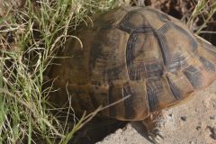 A turtle at the road between Sidi Ifni and Tafraoute, Morocco