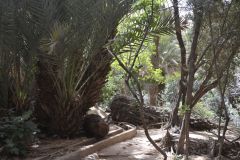 An oasis east of Tafraoute in the Anti Atlas, Morocco