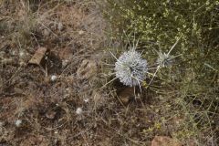 Plants in the desert east of Tafraoute in the Anti Atlas, Morocco