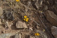 Plants in the desert east of Tafraoute in the Anti Atlas, Morocco