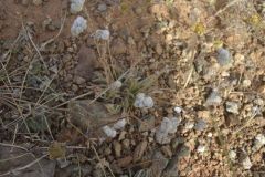 Plants in the desert east of Tafraoute in the Anti Atlas, Morocco