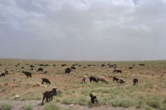 Landscape between Tafraoute and Ouarzazte, Morocco