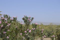 Landscape on the road between Ouarzazate and Mhamid in Morocco