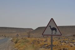 A camel road sign on the road between Zagora and Mhammid, Morocco