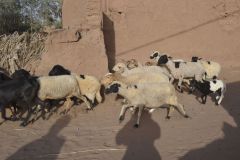 Unnamed old city at the Wadi Draa near Mhamid, Morocco