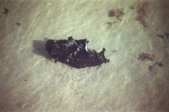 Unknown sea animal at Legzira Beach, Morocco