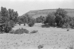Palms in the Draa Valley, Morocco