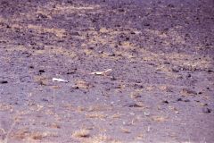 A lizard in the desert near Merzouga, Morocco
