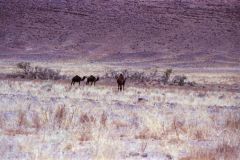 Wild camels in the desert of Morocco