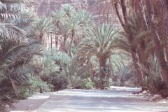 Oasis east of Tafraoute in the Anti Atlas, Morocco