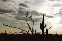 Landscape in the Sonora Desert near Mexico in Arizona, USA