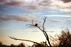 Landscape in the Sonora Desert near Mexico in Arizona, USA