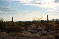 Landscape in the Sonora Desert near Mexico in Arizona, USA