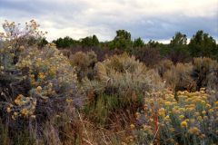 Landscape near Mesa Verde National Park, Colorado, USA