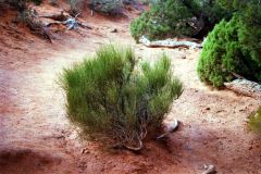 Landscape at Arches National Park, Utah, USA
