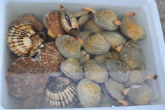 Mussels at the beach in Dalian, China