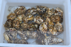 Mussels at the beach in Dalian, China