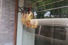 Ducks hanging around in Beijing, China