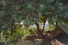 At the historic site of the Valley of Temples in Agrigent, Sicily, Italy