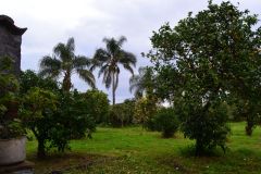 A part of our huge garden in Sicily, Italy