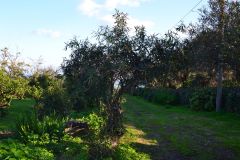 A part of the garden of our house in Sicily, Italy