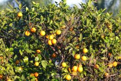 Ripe oranges in the garden of our house in Sicily, Italy