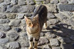 A cat on Lipari Island, one of the Aeolian Islands in the Tyrrhenian Sea, Italy