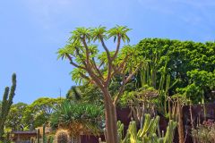 View of the Botanical Garden Sydney, Australia